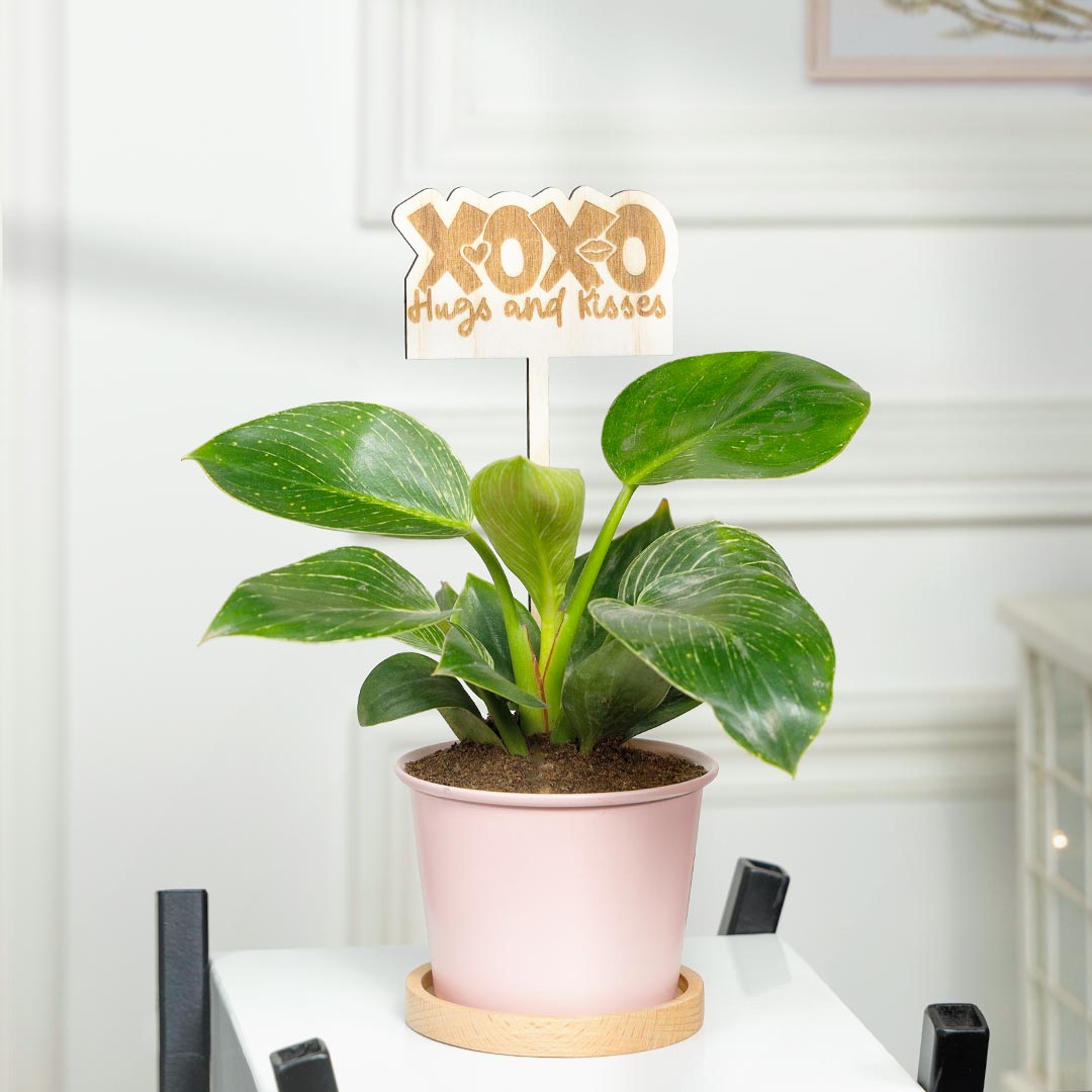 XOXO Huges n kisses - Birkin Philodendron Plant In Pink Pot