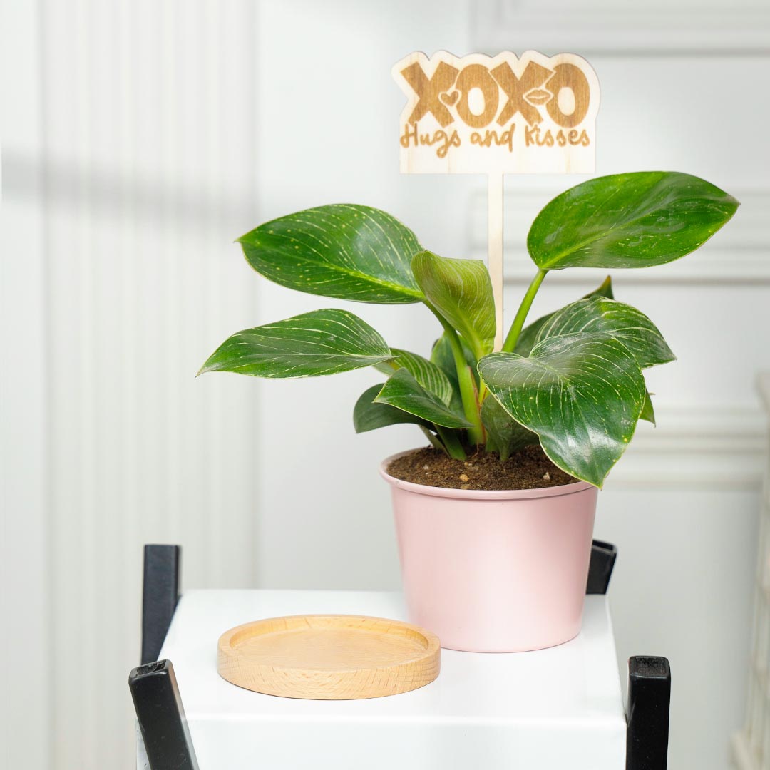 XOXO Huges n kisses - Birkin Philodendron Plant In Pink Pot