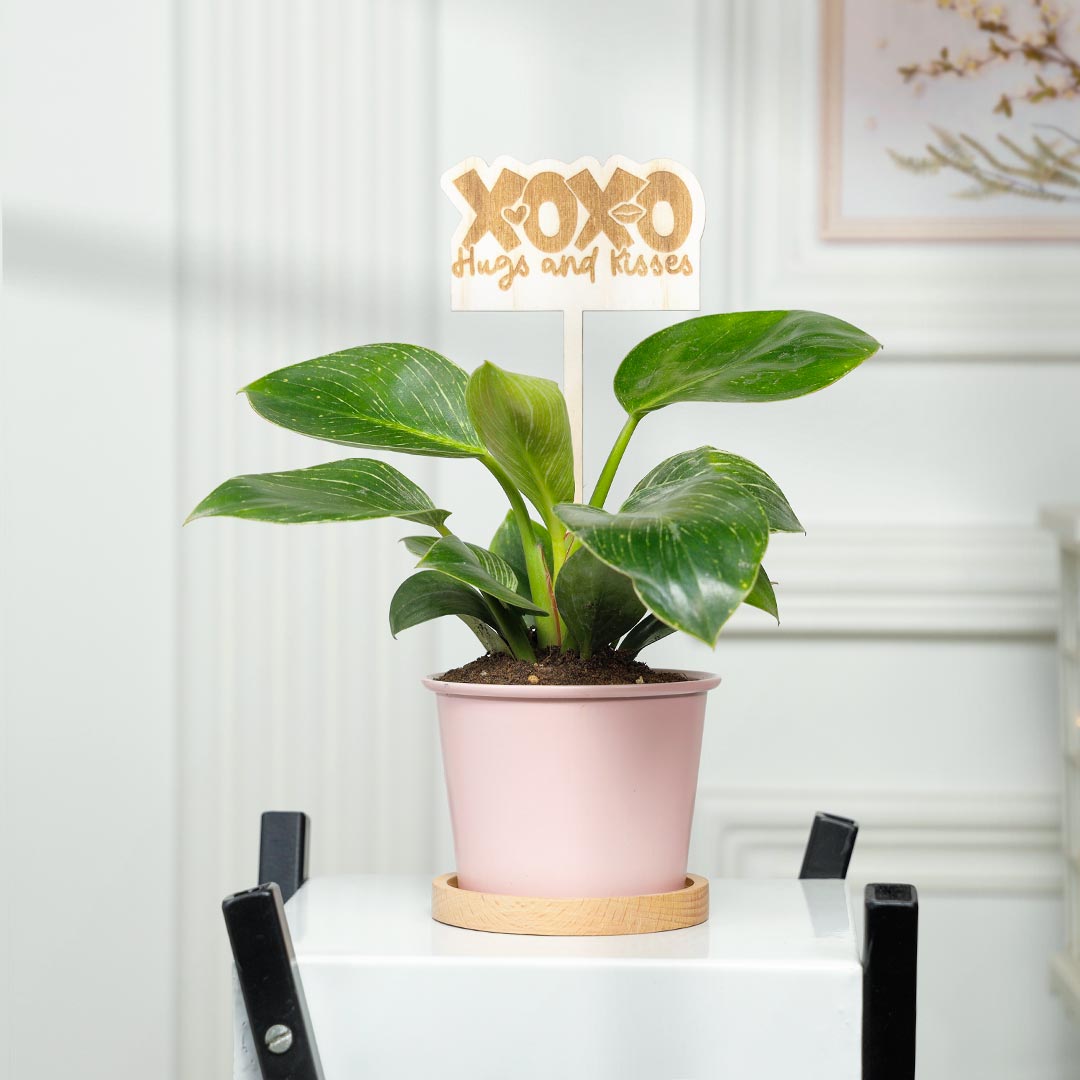 https://www.unrealgift.com/XOXO Huges n kisses - Birkin Philodendron Plant In Pink Pot