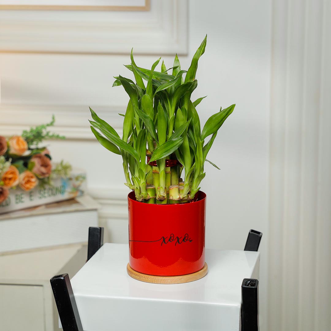 XOXO Love Lucky Bamboo In Red Planter