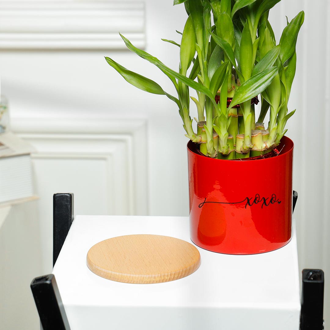 XOXO Love Lucky Bamboo In Red Planter