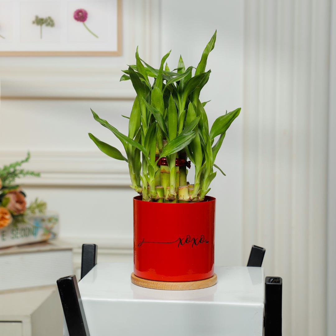 XOXO Love Lucky Bamboo In Red Planter